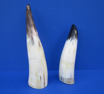 Two White Polished Drinking Horns, White Cow Horns, 13-3/4 and 10-3/4 inches for $17.00 each