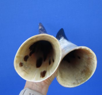 Two White Polished Drinking Horns, White Cow Horns, 13-3/4 and 10-3/4 inches for $17.00 each