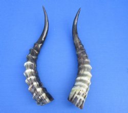 Two Blesbok Horns <font color=red> Polished</font> 12-1/2 and 14 inches for $21.50 each