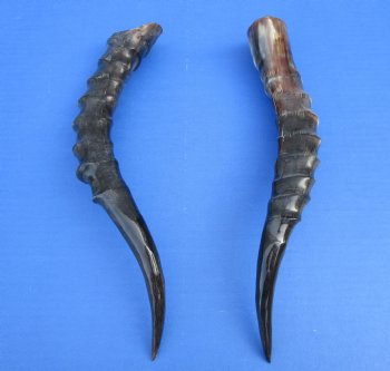 Two Blesbok Horns <font color=red> Polished</font> 12-1/2 and 14 inches for $21.50 each