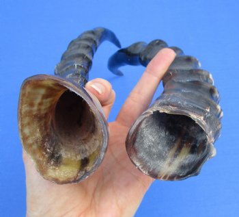 Two Blesbok Horns <font color=red> Polished</font> 12-1/2 and 14 inches for $21.50 each