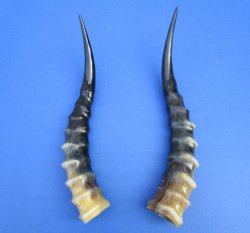 Two Blesbok Horns <font color=red> Polished</font> 11-1/2 and 12 inches for $21.50 each