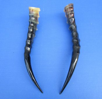 Two Blesbok Horns <font color=red> Polished</font> 11-1/2 and 12 inches for $21.50 each