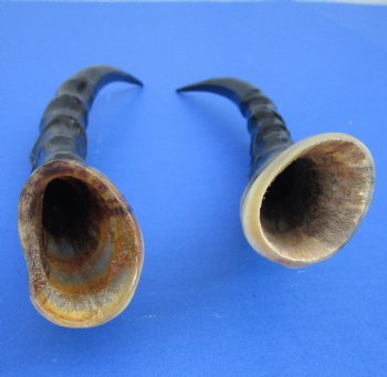 Two Blesbok Horns <font color=red> Polished</font> 11-1/2 and 12 inches for $21.50 each