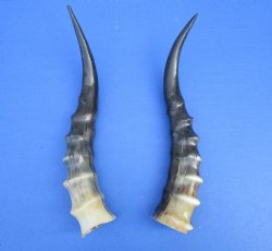 Two Blesbok Horns <font color=red> Polished</font> 11 and 11-1/4 inches for $21.50 each