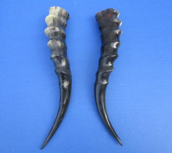 Two Blesbok Horns <font color=red> Polished</font> 11 and 11-1/4 inches for $21.50 each