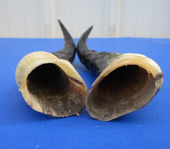 Two Blesbok Horns <font color=red> Polished</font> 11 and 11-1/4 inches for $21.50 each