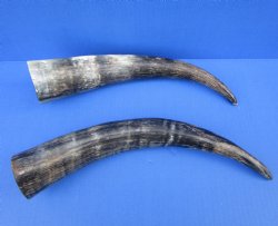 14-1/2 and 15-1/4 inches Cow Horns, Lightly Polished and Sanded with a Rustic Look for $10.00 each