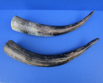 14-1/2 and 15-1/4 inches Cow Horns, Lightly Polished and Sanded with a Rustic Look for $10.00 each