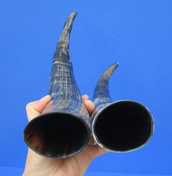 14-1/2 and 15-1/4 inches Cow Horns, Lightly Polished and Sanded with a Rustic Look for $10.00 each