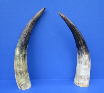 14 and 14-1/4 inches Lightly Polished Sanded Cow Horns with a Hand Scraped Look for $19.99