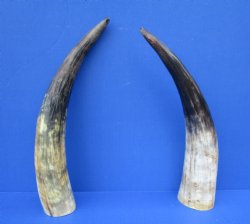 14 and 14-1/4 inches Lightly Polished Sanded Cow Horns with a Hand Scraped Look for $19.99