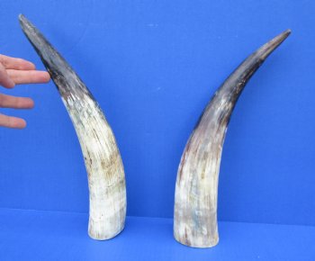 14 and 14-1/4 inches Lightly Polished Sanded Cow Horns with a Hand Scraped Look for $19.99