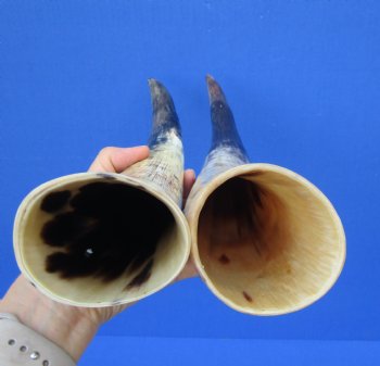 14 and 14-1/4 inches Lightly Polished Sanded Cow Horns with a Hand Scraped Look for $19.99