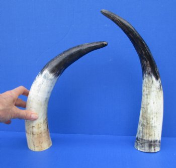 15-1/2 and 15 inches Lightly Polished Sanded Cow Horns with a Hand Scraped Look for $19.99