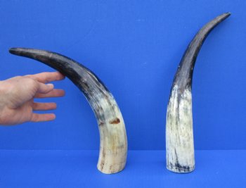 15-1/2 and 15 inches Lightly Polished Sanded Cow Horns with a Hand Scraped Look for $19.99