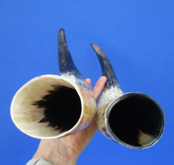 15-1/2 and 15 inches Lightly Polished Sanded Cow Horns with a Hand Scraped Look for $19.99