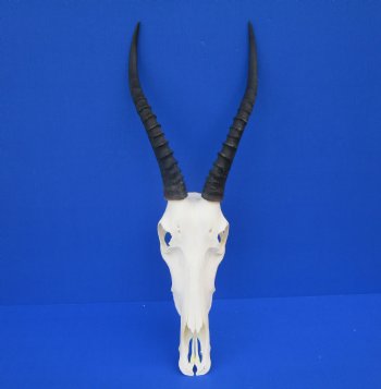 Authentic Blesbok Skull with 12-1/2 and 13 inches Horns <font color=red> Nice Quality</font> for $79.99