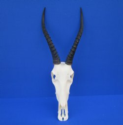 Authentic Blesbok Skull with 12-1/2 and 13 inches Horns <font color=red> Nice Quality</font> for $79.99