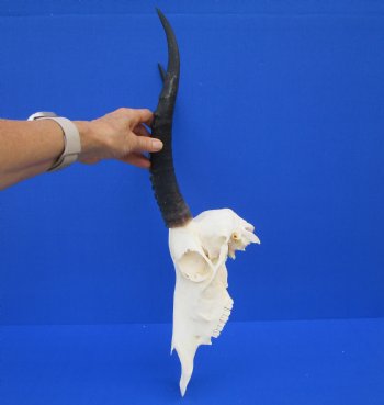 Authentic Blesbok Skull with 12-1/2 and 13 inches Horns <font color=red> Nice Quality</font> for $79.99