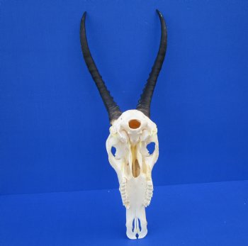 Authentic Blesbok Skull with 12-1/2 and 13 inches Horns <font color=red> Nice Quality</font> for $79.99