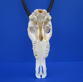 Authentic Blesbok Skull with 12-1/2 and 13 inches Horns <font color=red> Nice Quality</font> for $79.99