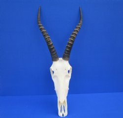 African Blesbok Skull with 14-1/4 inches Horns (missing some bone on underside) for $79.99