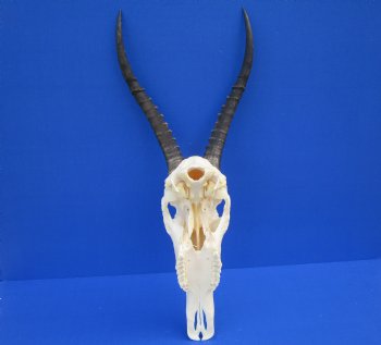 African Blesbok Skull with 14-1/4 inches Horns (missing some bone on underside) for $79.99