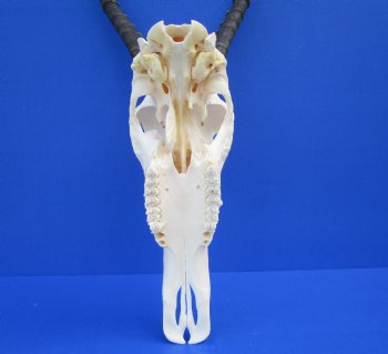 African Blesbok Skull with 14-1/4 inches Horns (missing some bone on underside) for $79.99