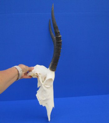 African Blesbok Skull with 14-1/4 inches Horns (missing some bone on underside) for $79.99