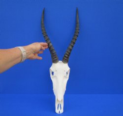 Authentic Blesbok Skull with 14 inches Horns <font color=red> Nice Quality</font> for $79.99