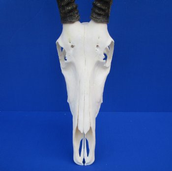 Authentic Blesbok Skull with 14 inches Horns <font color=red> Nice Quality</font> for $79.99