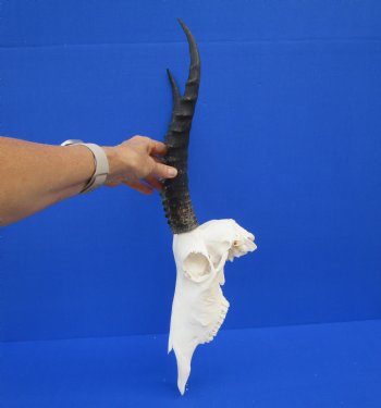 Authentic Blesbok Skull with 14 inches Horns <font color=red> Nice Quality</font> for $79.99