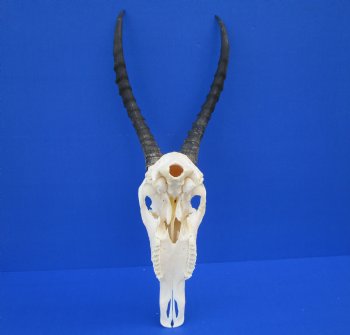 Authentic Blesbok Skull with 14 inches Horns <font color=red> Nice Quality</font> for $79.99