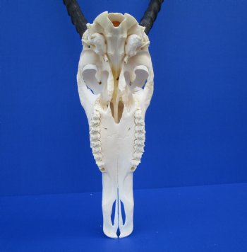 Authentic Blesbok Skull with 14 inches Horns <font color=red> Nice Quality</font> for $79.99