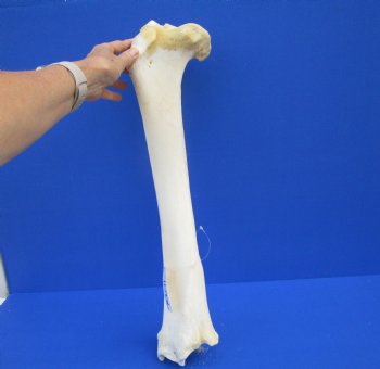 22-1/2 inches Real Giraffe Tibia Leg Bone for $99.99