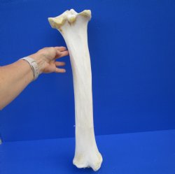 22-1/2 inches Real Giraffe Tibia Leg Bone for $99.99