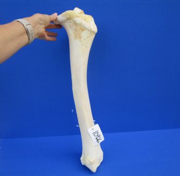 22-1/2 inches Real Giraffe Tibia Leg Bone for $99.99