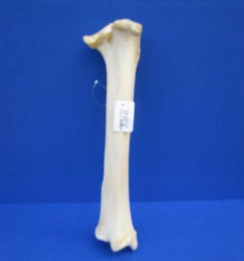 22-1/2 inches Real Giraffe Tibia Leg Bone for $99.99