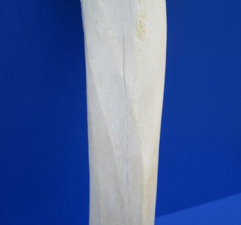 22-1/2 inches Real Giraffe Tibia Leg Bone for $99.99