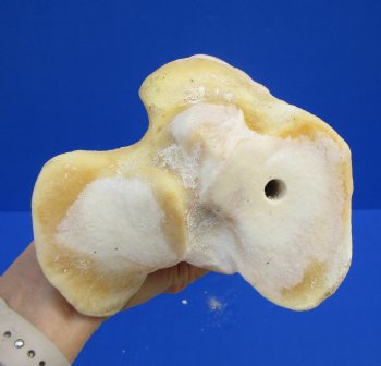 22-1/2 inches Real Giraffe Tibia Leg Bone for $99.99