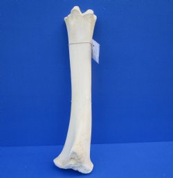 19-3/4 inches Authentic African Giraffe Tibia Leg Bone for $99.99
