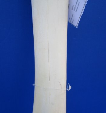 19-3/4 inches Authentic African Giraffe Tibia Leg Bone for $99.99