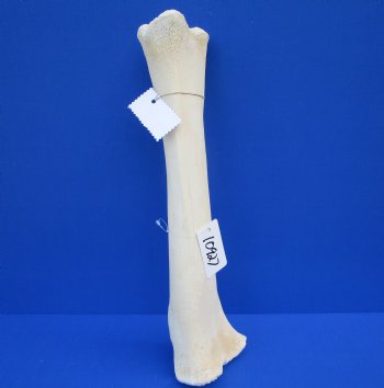 19-3/4 inches Authentic African Giraffe Tibia Leg Bone for $99.99