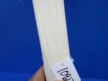 19-3/4 inches Authentic African Giraffe Tibia Leg Bone for $99.99