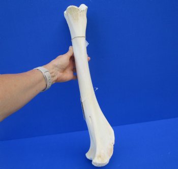 19-3/4 inches Authentic African Giraffe Tibia Leg Bone for $99.99