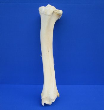 24 inches Real Giraffe Tibia Leg Bone for $99.99