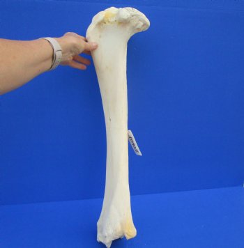 24 inches Real Giraffe Tibia Leg Bone for $99.99