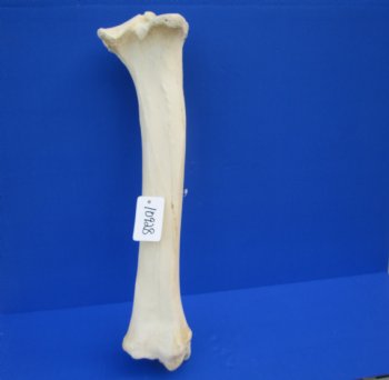 24 inches Real Giraffe Tibia Leg Bone for $99.99