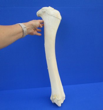 24 inches Real Giraffe Tibia Leg Bone for $99.99